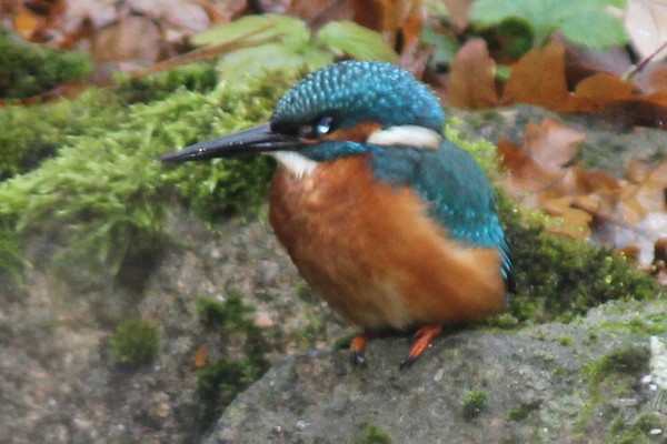 A kingfisher in Highlands Gardens, December 2016, closer up